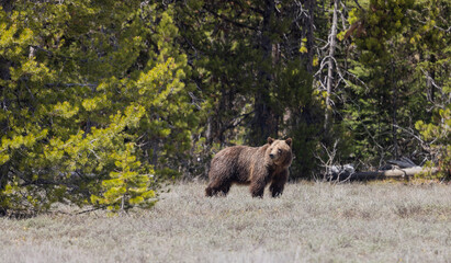 grizzly bear in grand teton national park wyoming in springtime