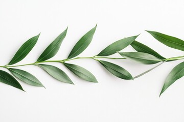 Poster - A natural scene with a branch of green leaves placed on a white surface