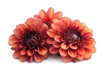 Poster - Three orange flowers arranged on a clean white surface, perfect for use in still life photography or as a decorative element