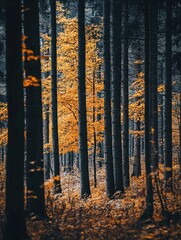Wall Mural - autumnal forest scene