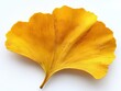 © Teerasak - A yellow ginkgo leaf with its unique fan shape and gentle curvature, isolated on white background