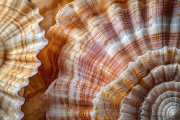 Poster - A close-up shot of various types of seashells on a table