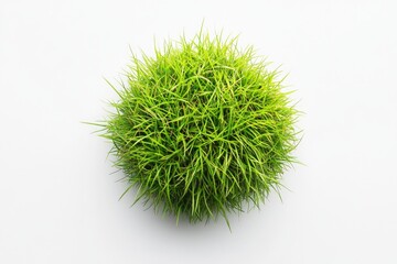 Poster - Close-up of a small green ball of grass on a white background, ideal for use in designs about nature, outdoors, or simplicity
