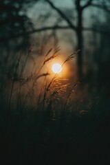 Aufkleber - A serene landscape with the sun setting in the distance behind tall grass, suitable for travel or nature-themed projects