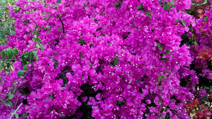 Wall Mural - Bright vibrant pink bougainvillea flowers in full bloom outdoors against green foliage in a garden setting