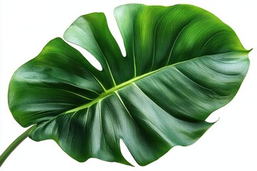 Wall Mural - A bright green philodendron leaf with a smooth surface and prominent midrib, isolated on white background 