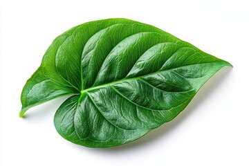 Wall Mural - A bright green philodendron leaf with a smooth surface and prominent midrib, isolated on white background 