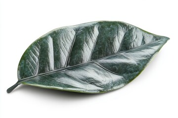 Wall Mural - A broad, glossy rubber plant leaf with smooth edges, isolated on white background 