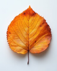Wall Mural - A hazel leaf with soft texture and serrated edges, isolated on white background 