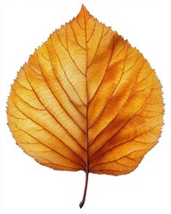 Wall Mural - A hazel leaf with soft texture and serrated edges, isolated on white background 