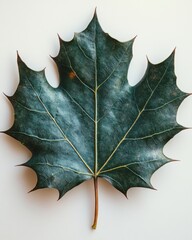 Wall Mural - A holly leaf with spiked edges and deep green color, isolated on white background 