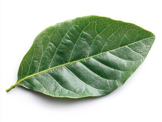 Wall Mural - A magnolia leaf with a waxy surface and smooth edges, isolated on white background 