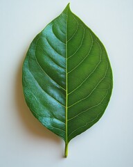 Wall Mural - A mango leaf with a smooth texture and gently curved veins, isolated on white background 