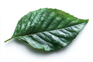 Wall Mural - a realistic beech leaf with a glossy green surface and fine veins, isolated on white background