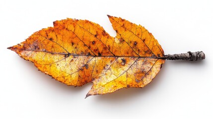 Wall Mural - A realistic cottonwood leaf with a triangular shape and finely toothed edges, isolated on white background 