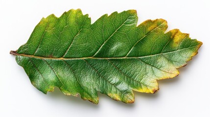 Wall Mural - A realistic hawthorn leaf with a lobed structure and serrated edges, isolated on white background 