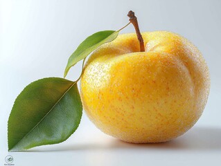 Wall Mural - A realistic quince leaf with an oval shape and fine hairs on the surface, isolated on white background 