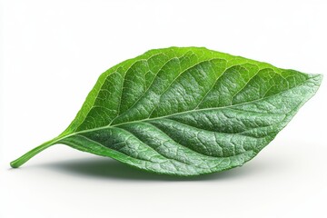 Wall Mural - A realistic sorrel leaf with smooth surface and elongated shape, isolated on white background 