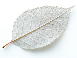 Wall Mural - a silver birch leaf with a delicate structure and visible midvein, isolated on white background