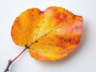 Wall Mural - a single aspen leaf with a round shape and prominent midvein, isolated on white background