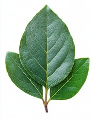 Wall Mural - a single bay leaf with a glossy surface and slightly curved edges, isolated on white background
