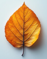 Wall Mural - a single elm leaf with an asymmetrical base and visible midvein, isolated on white background