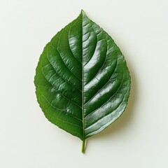 Wall Mural - a single ficus leaf with a glossy surface and slightly curled edges, isolated on white background