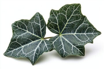 Wall Mural - a single ivy leaf with a glossy surface and prominent veins, isolated on white background