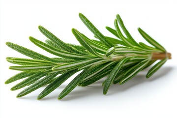 Wall Mural - a single rosemary leaf with a narrow, needle-like shape, isolated on white background