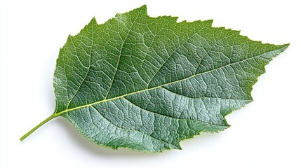 Wall Mural - a single sassafras leaf with its unique three-lobed structure, isolated on white background