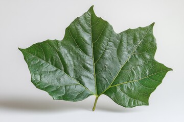 Wall Mural - a single sycamore leaf with deep lobes and visible stem, isolated on white background