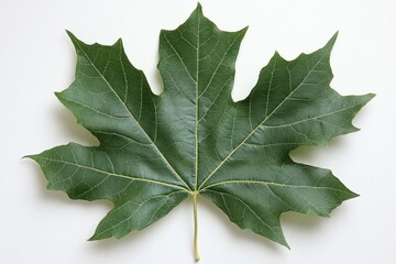 Wall Mural - a single sycamore leaf with deep lobes and visible stem, isolated on white background