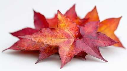 Wall Mural - a sweetgum leaf with star-like shape and prominent lobes, isolated on white background