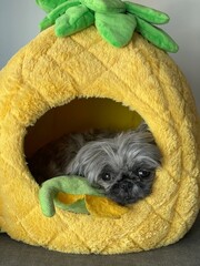 A cute puppy sleeping in a pineapple bed