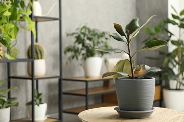 Canvas Print - Beautiful houseplant on wooden table at home