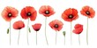 © Avr Di - An isolated white background and red poppy watercolor painting set in elements or clipart