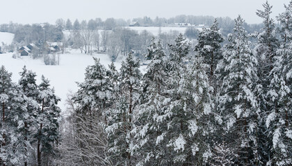 Close-up of snow-covered pine trees, background with tree trunks and white snowy branches. Christmas mood. A group of trees.