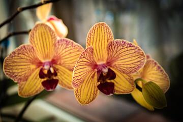 Wall Mural - Orchids growing at my house.