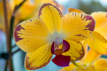 Wall Mural - Orchids growing at my house.