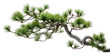 © Rawpixel.com - PNG Bonsai pine branch plant.