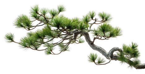 png bonsai pine branch plant.