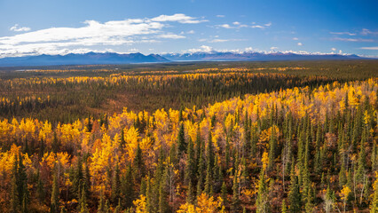 Wall Mural - aerial view of colorful fall trees and conifers at denali national park in alaska.