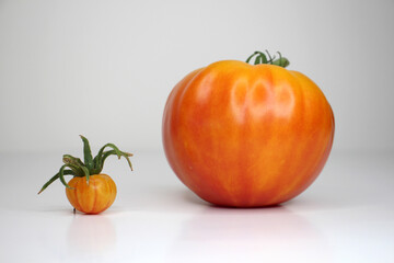 2 tomato fruits, one big and the other small. The concept of growing fruits with fertilizers, using nutritious soil. Pineapple Organic Heirloom Tomato