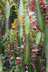 Wall Mural - Three-Rib Spurge, a tropical plant, also known as Euphorbia Trigona Rubra