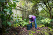 © knelson20 - Middle aged woman with gray hair working outside on fall garden maintenance picking up fallen red apples and putting them in a plastic bucket