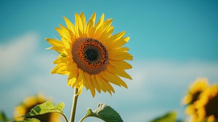 Wall Mural - A close-up of a vibrant sunflower in full bloom, with bright yellow petals and a dark center, standing tall against a clear blue sky with a soft focus on the background