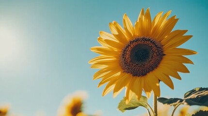 Wall Mural - A close-up of a vibrant sunflower in full bloom, with bright yellow petals and a dark center, standing tall against a clear blue sky with a soft focus on the background