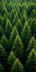 A dense forest of evergreen trees creates a captivating, natural pattern.