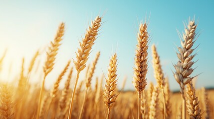 Golden wheat field swaying in the wind, lowangle shot, soft sunlight casting a warm glow on each stalk