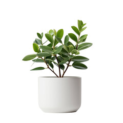 green indoor plant in a minimalist white pot on a bright surface with natural lighting